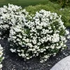 Fragrant Mock Orange Live Shrub - Philadelphus Plant, 5-10 Inches Tall, Outdoor - Image 1