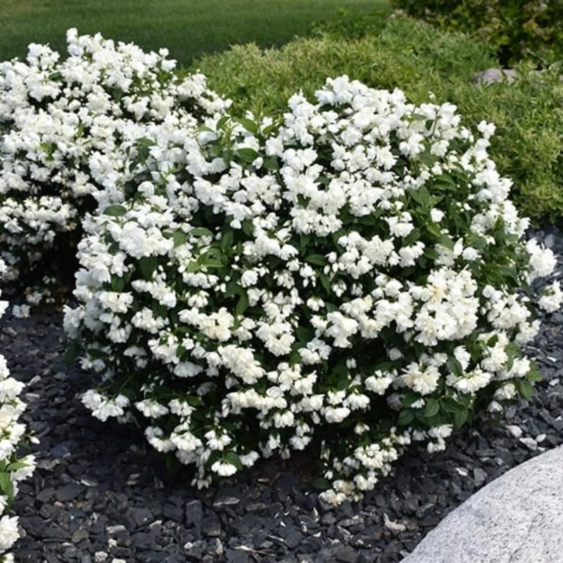Fragrant Mock Orange Live Shrub - Philadelphus Plant, 5-10 Inches Tall, Outdoor - Image 1