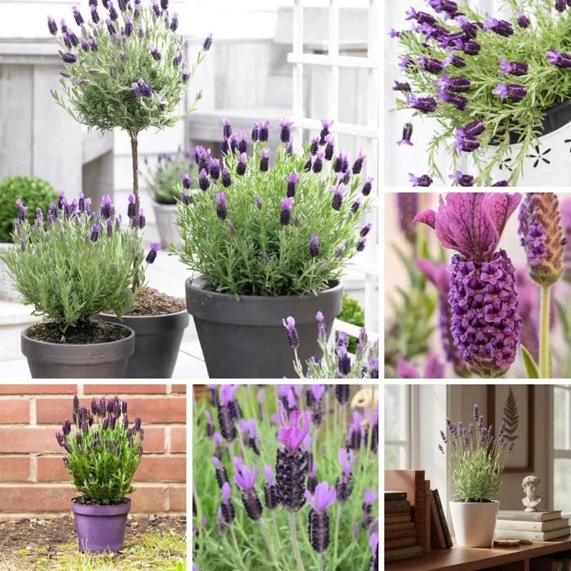 French Lavender Live Plant - Purple Blooms, Cold Hardy, 4-7 Inches Tall, Indoor/Outdoor - Image 2