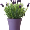 French Lavender Live Plant - Purple Blooms, Cold Hardy, 4-7 Inches Tall, Indoor/Outdoor - Image 1