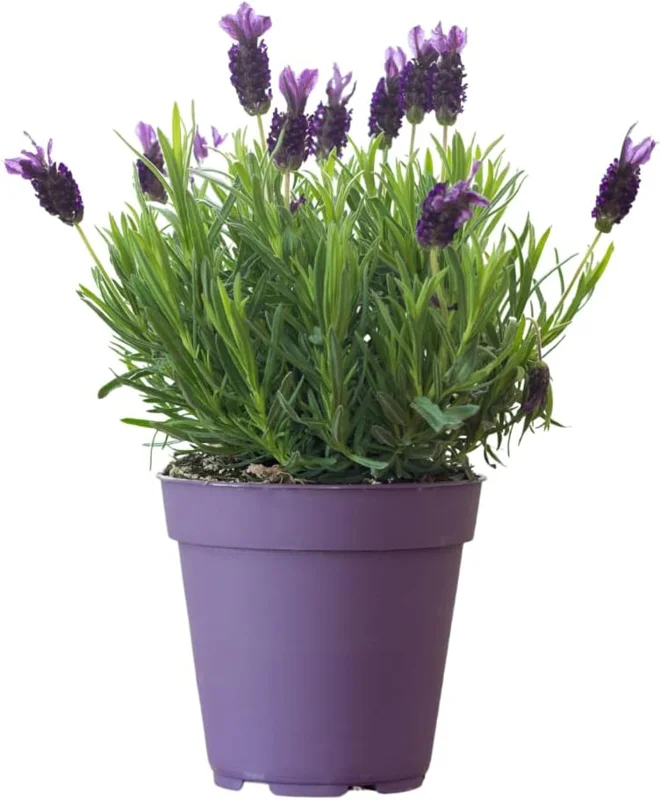 French Lavender Live Plant - Purple Blooms, Cold Hardy, 4-7 Inches Tall, Indoor/Outdoor - Image 1