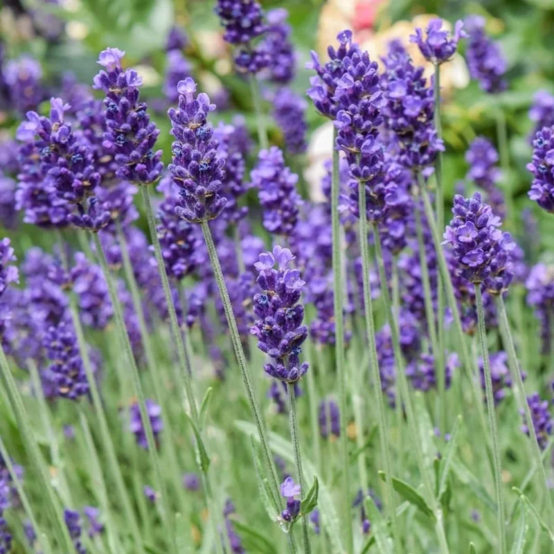 French Lavender Live Plant - Purple Fragrant Bush 5-9" Tall for Indoor Outdoor Growing - Image 2