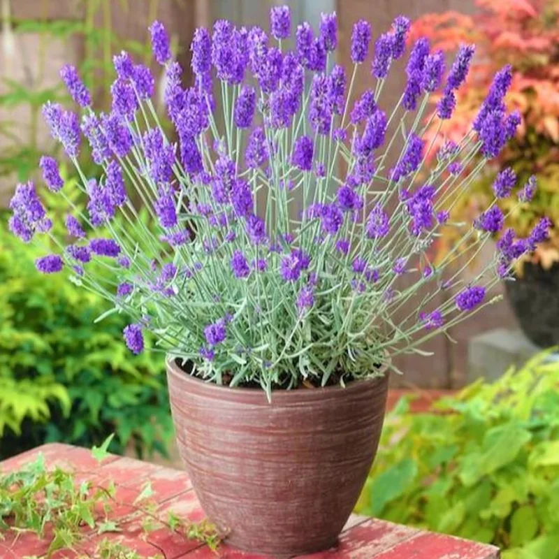French Lavender Live Plant - Purple Fragrant Bush 5-9" Tall for Indoor Outdoor Growing - Image 1