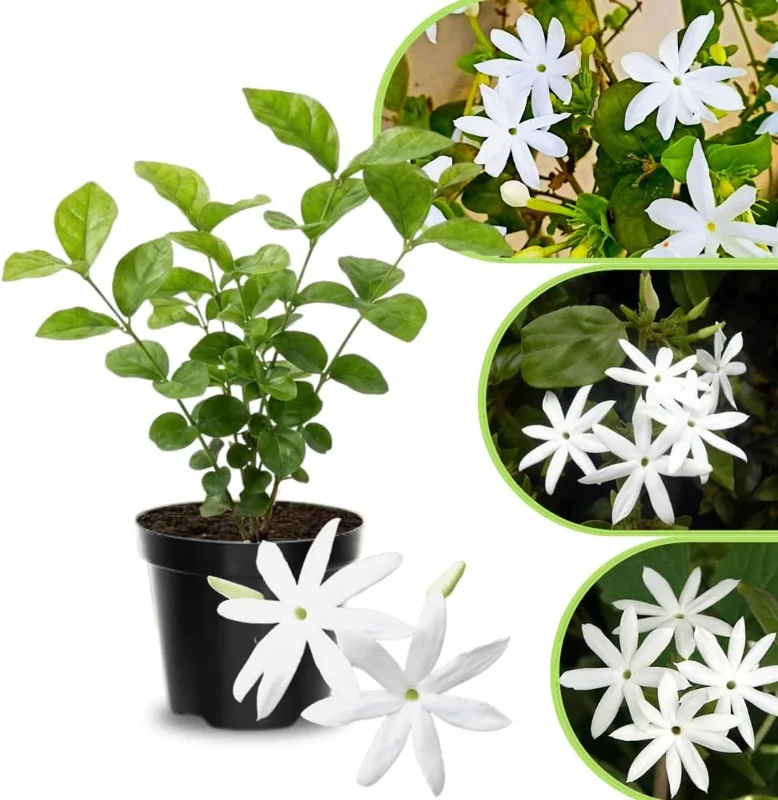 Frostproof Cape Jasmine Live Plant 4-8 in – Fragrant White Blooms, Outdoor/Container - Image 2