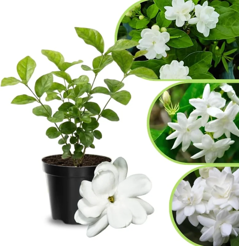 Frostproof Cape Jasmine Live Plant 4-8 in – Fragrant White Blooms, Outdoor/Container - Image 3