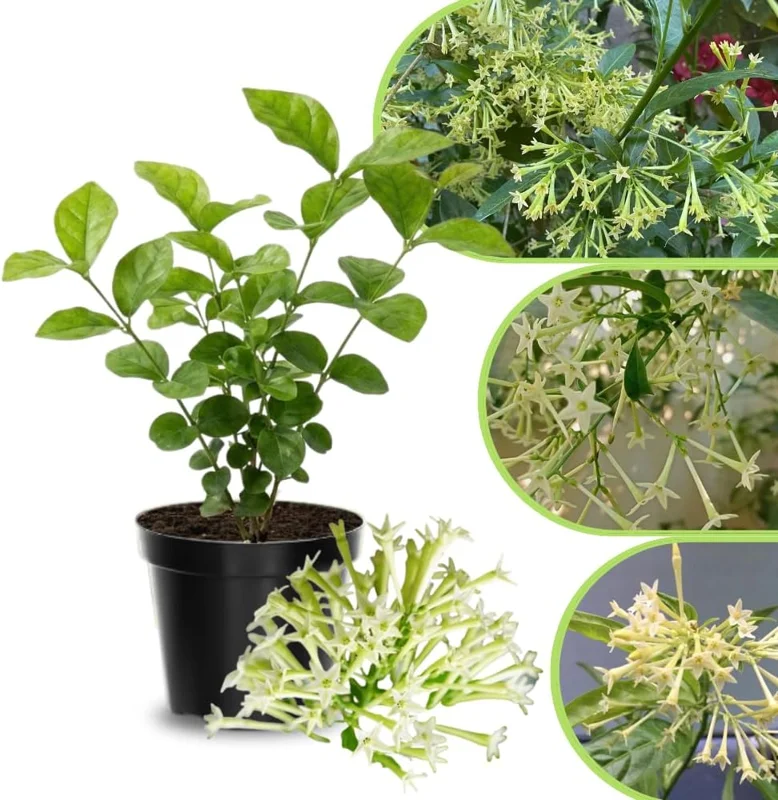 Frostproof Cape Jasmine Live Plant 4-8 in – Fragrant White Blooms, Outdoor/Container - Image 4