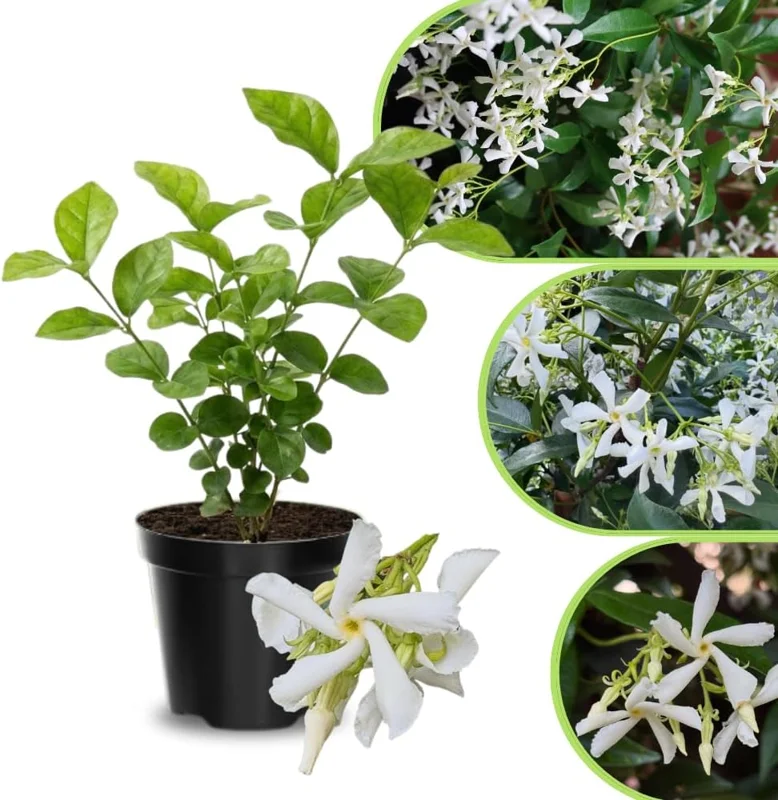 Frostproof Cape Jasmine Live Plant 4-8 in – Fragrant White Blooms, Outdoor/Container - Image 5