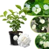 Frostproof Cape Jasmine Live Plant 4-8 in – Fragrant White Blooms, Outdoor/Container - Image 1