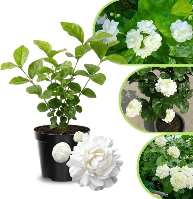 Frostproof Cape Jasmine Live Plant 4-8 in – Fragrant White Blooms, Outdoor/Container - Image 1