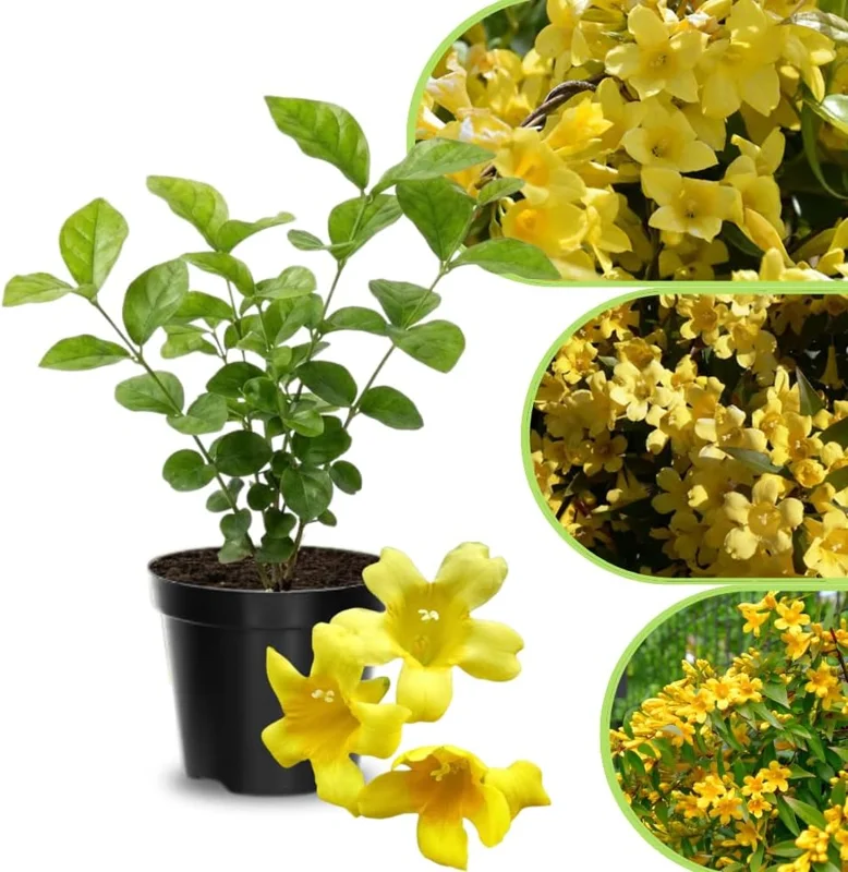 Frostproof Cape Jasmine Live Plant 4-8 in – Fragrant White Blooms, Outdoor/Container - Image 6