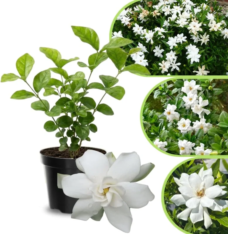 Frostproof Cape Jasmine Live Plant 4-8 in – Fragrant White Blooms, Outdoor/Container - Image 7