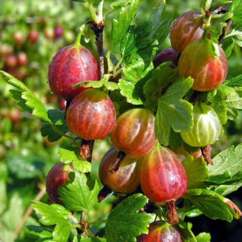 Gooseberry Live Plant, 5-9 Inch Tall Sweet Berry Bush, Well Rooted for Planting - Image 2