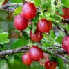 Gooseberry Live Plant 5-9 Inch – Well-Rooted Fruit Bush for Outdoor Garden - Image 1