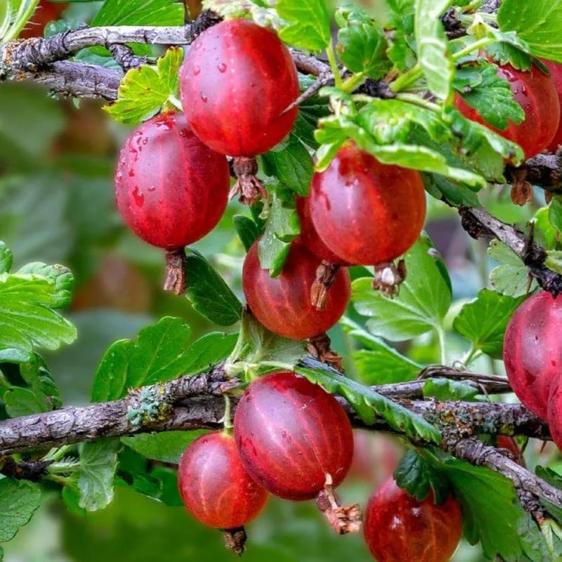 Gooseberry Live Plant 5-9 Inch – Well-Rooted Fruit Bush for Outdoor Garden - Image 1