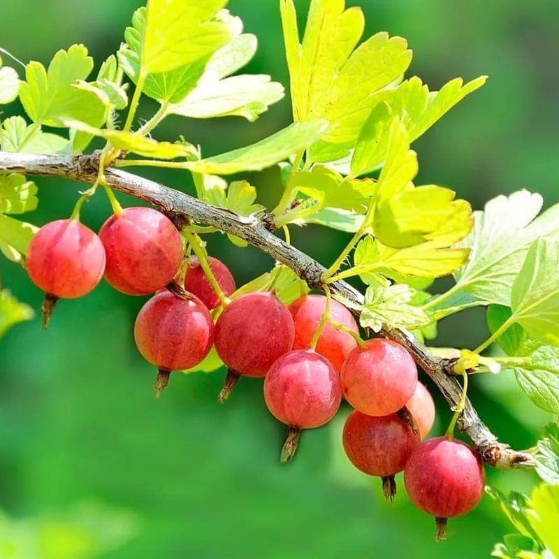 Gooseberry Live Plant 5-9 Inch – Well-Rooted Fruit Bush for Outdoor Garden - Image 2