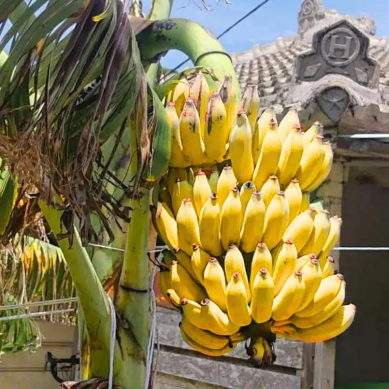 Grand Nain Banana Plant Live - Musa Banana Tree - Tropical Fruit - USDA Zones 8-12 - Image 2