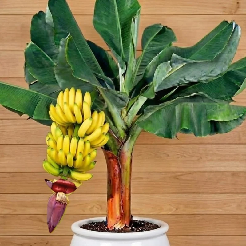 Grand Nain Banana Plant Live - Musa Banana Tree - Tropical Fruit - USDA Zones 8-12 - Image 3