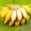 Grand Nain Banana Plant Live - Musa Banana Tree - Tropical Fruit - USDA Zones 8-12 - Image 1