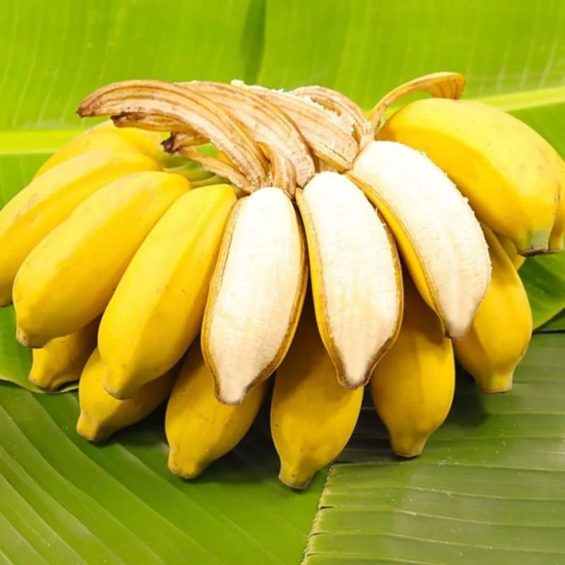 Grand Nain Banana Plant Live - Musa Banana Tree - Tropical Fruit - USDA Zones 8-12 - Image 1