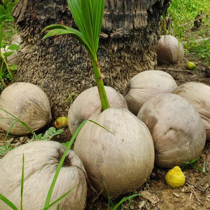 Green Coconut Tree Live Plant - Sprouted Tropical Fruit Tree, 6-8 Inch Tall, Outdoor Growing - Image 2