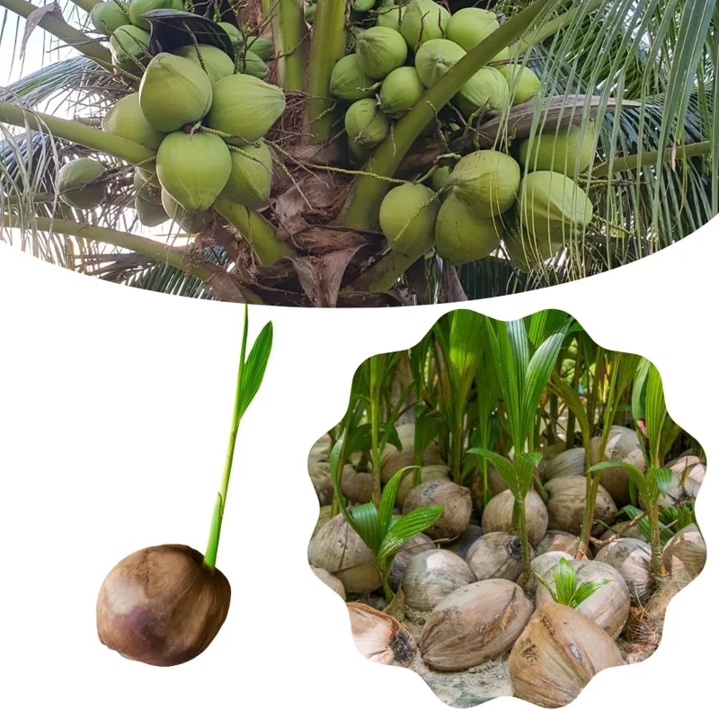 Green Coconut Tree Live Plant - Sprouted Tropical Fruit Tree, 6-8 Inch Tall, Outdoor Growing - Image 1