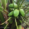 Green Coconut Tree Live Plant - Sprouted Tropical Palm, 6-8 Inches Tall Outdoor - Image 1