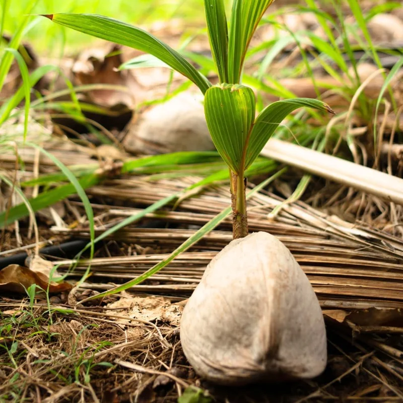 Green Coconut Tree Live Plant - Sweet Edible Fruit, 6-8 Inch Sprout, Zones 10-11 - Image 2