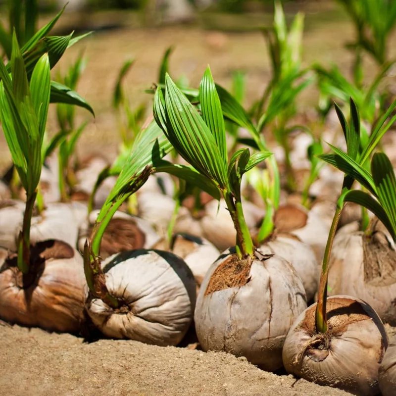 Green Coconut Tree Live Plant - Sweet Edible Fruit, 6-8 Inch Sprout, Zones 10-11 - Image 1