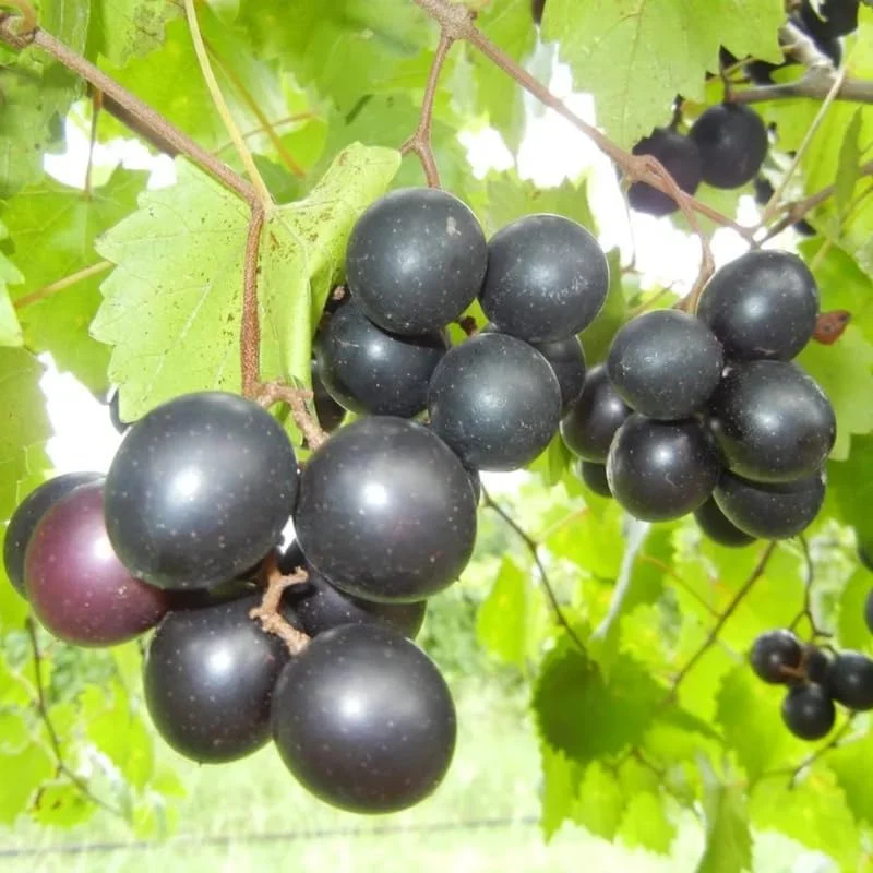 Green Grape Vine Live Plant - 1-2 Year Old Bare Root, Sweet Fruit, USDA Zones 5-12 - Image 2