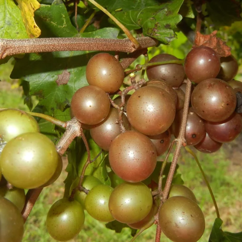 Green Grape Vine Live Plant - 1-2 Year Old Bare Root, Sweet Fruit, USDA Zones 5-12 - Image 3