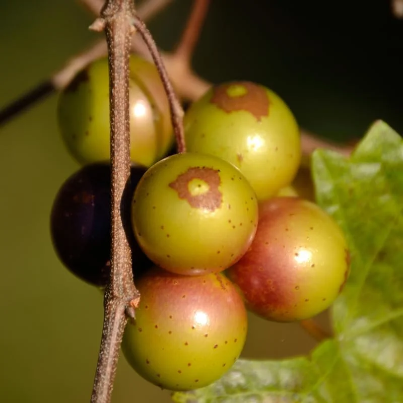 Green Grape Vine Live Plant - 1-2 Year Old Bare Root, Sweet Fruit, USDA Zones 5-12 - Image 4