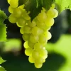 Green Grape Vine Live Plant - 1-2 Year Old Bareroot for Growing Sweet Grapes, USDA Zones 5-9 - Image 1