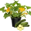 Green Zucchini Live Plants for Planting - 2 Pack, 4-6 Inches Tall Summer Squash - Image 1