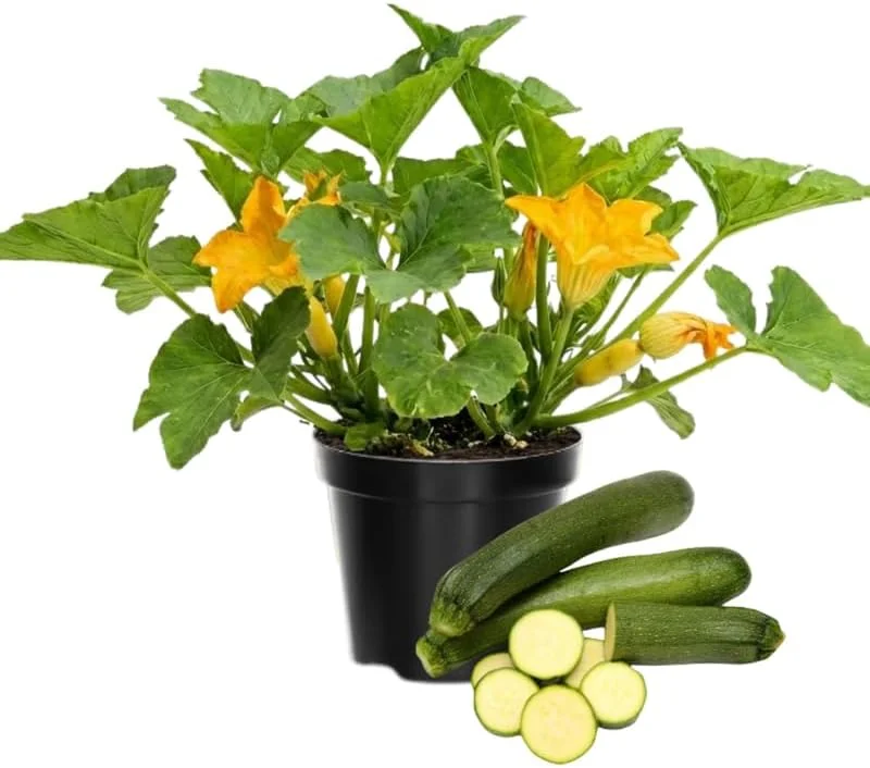 Green Zucchini Live Plants for Planting - 2 Pack, 4-6 Inches Tall Summer Squash - Image 1