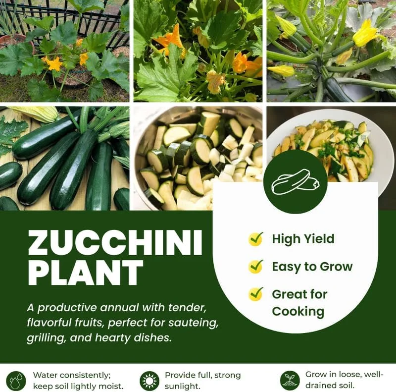 Green Zucchini Live Plants for Planting - 2 Pack, 4-6 Inches Tall Summer Squash - Image 2