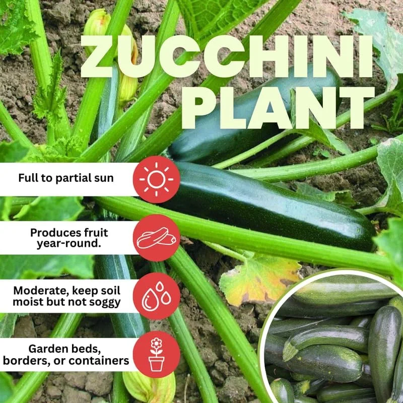Green Zucchini Live Plants - Set of 2, 4-Inch Pot - Vegetable Plant for Gardens - Image 2