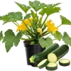 Green Zucchini Live Plants - Set of 2, 4-Inch Pot - Vegetable Plant for Gardens - Image 1