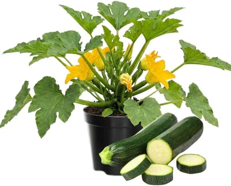 Green Zucchini Live Plants - Set of 2, 4-Inch Pot - Vegetable Plant for Gardens - Image 1