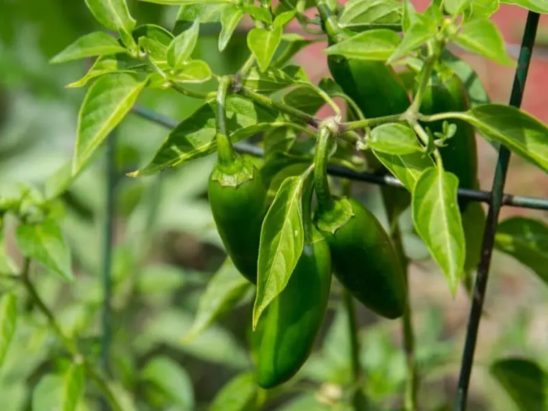 Master the Heat: 8 Expert Tips for Growing Jalapeños Like a Pro