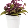 Gynura Purple Passion Live Plant Set - 2 Potted Houseplants, 4-8 Inches Tall - Image 1