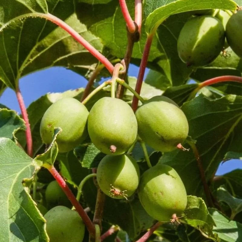 Hardy Kiwi Live Plant - 5-8" Tall Starter Vine, Edible Berries, Outdoor - Image 2