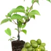 Hardy Kiwi Live Plant - 5-8" Tall Starter Vine, Edible Berries, Outdoor - Image 1