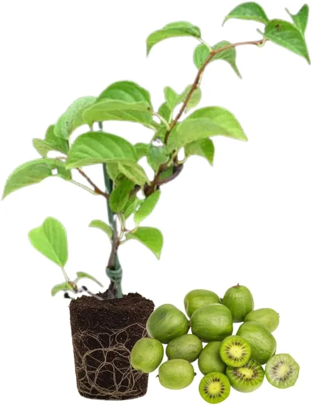 Hardy Kiwi Live Plant - 5-8" Tall Starter Vine, Edible Berries, Outdoor - Image 1