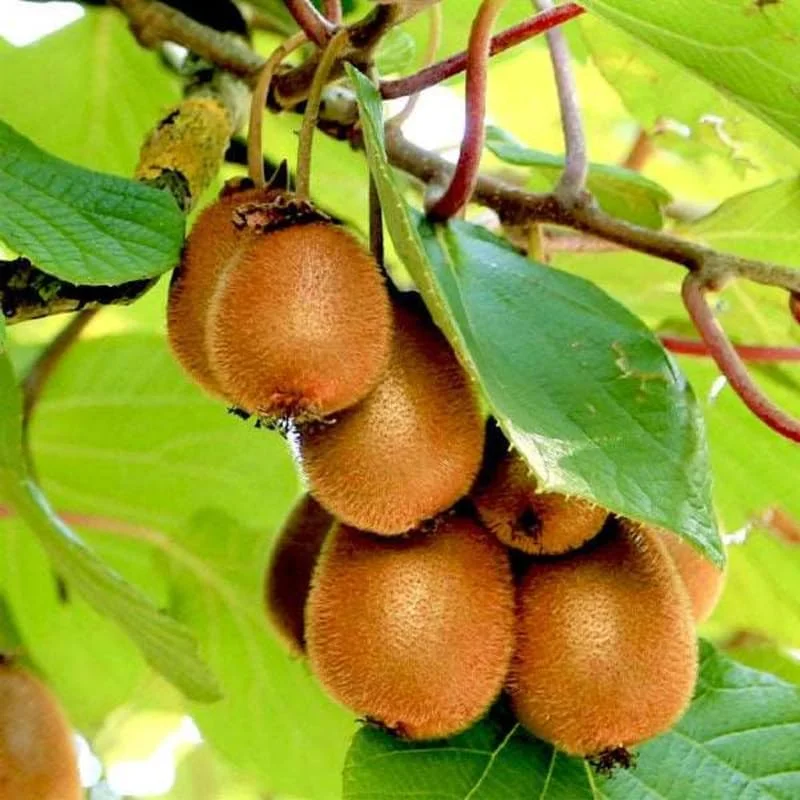 Hardy Kiwi Live Plants - 2-Pack Starter Vines, 5-9" Tall, Outdoor - Image 2
