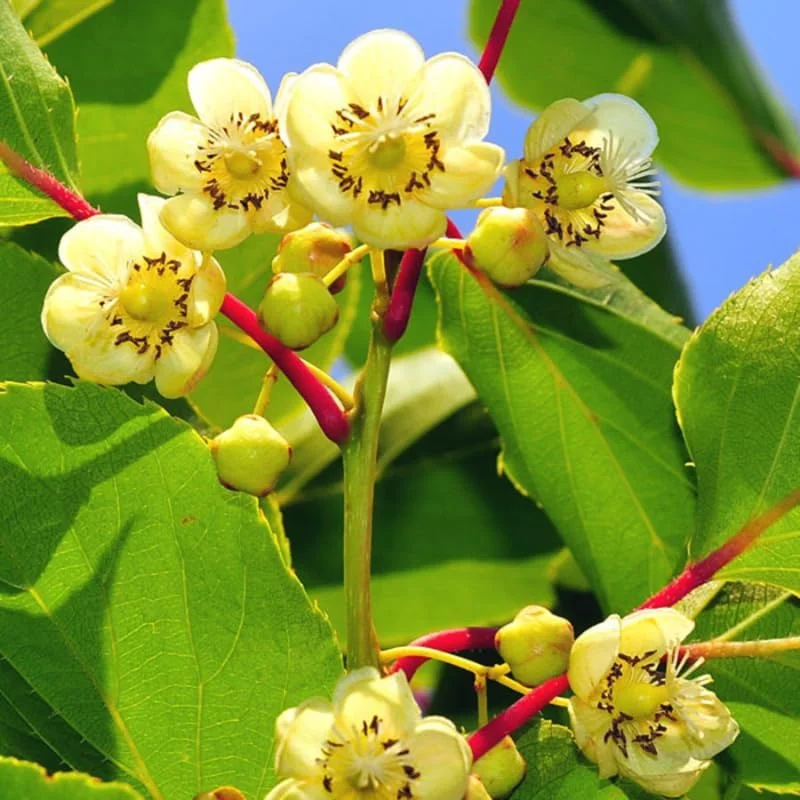 Hardy Kiwi Live Plants - 2-Pack Starter Vines, 5-9" Tall, Outdoor - Image 3