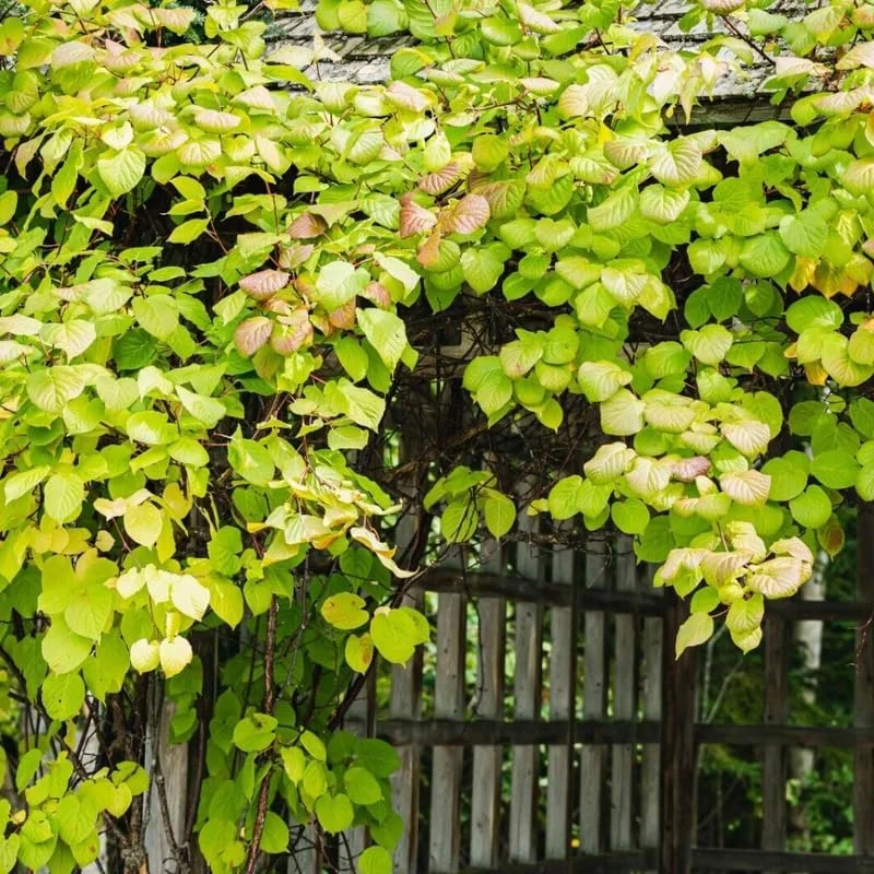 Hardy Kiwi Live Plants - 2-Pack Starter Vines, 5-9" Tall, Outdoor - Image 5