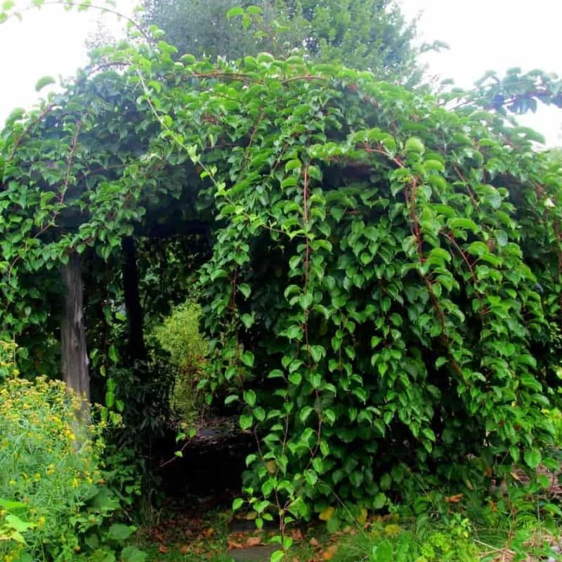 Hardy Kiwi Live Plants - 2-Pack Starter Vines, 5-9" Tall, Outdoor - Image 7