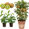Hardy Kiwi Live Plants - 2-Pack Starter Vines, 5-9" Tall, Outdoor - Image 1