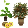 Hardy Male Kiwi Plant Live Vine - 5-9" Tall Starter for Pollination Outdoor - Image 1