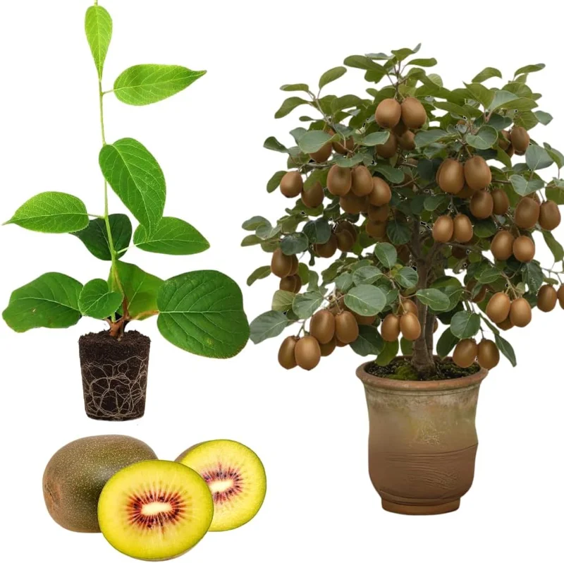 Hardy Male Kiwi Plant Live Vine - 5-9" Tall Starter for Pollination Outdoor - Image 1